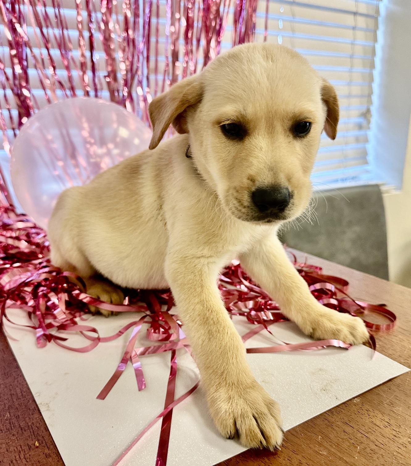 Willie, Adopted, Puppy Male Labrador Retriever & Feist.