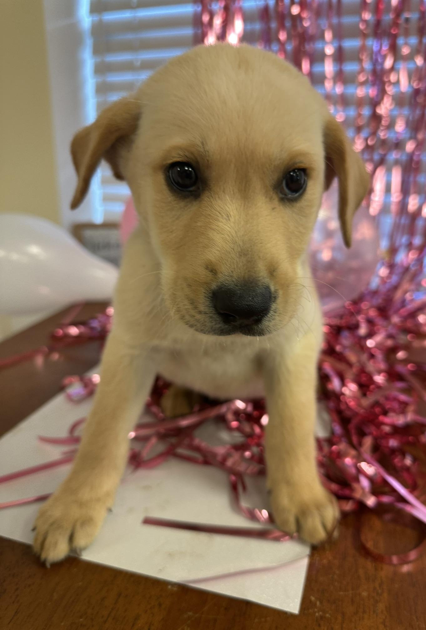 Enlarge Willie, a Adopted mixed breed in Gallatin, TN image 5/5