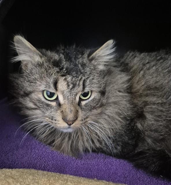 MARCUS, Adoptable, Adult Male Domestic Long Hair.