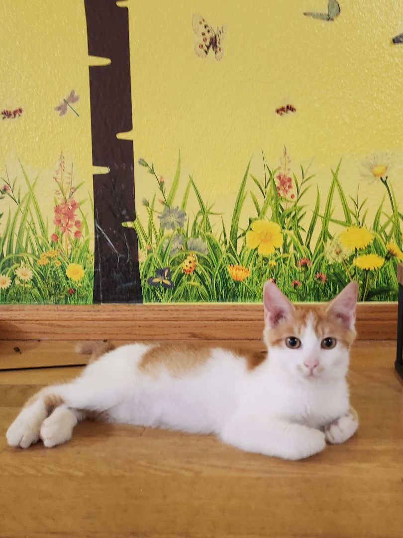 Enlarge Alvin, a Adopted Domestic Short Hair in Whittier, CA image 1/6