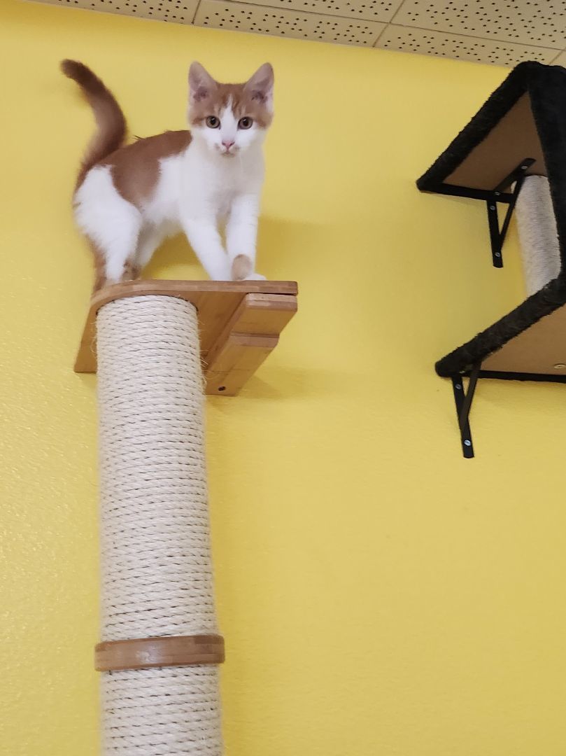 Enlarge Alvin, a Adopted Domestic Short Hair in Whittier, CA image 2/6