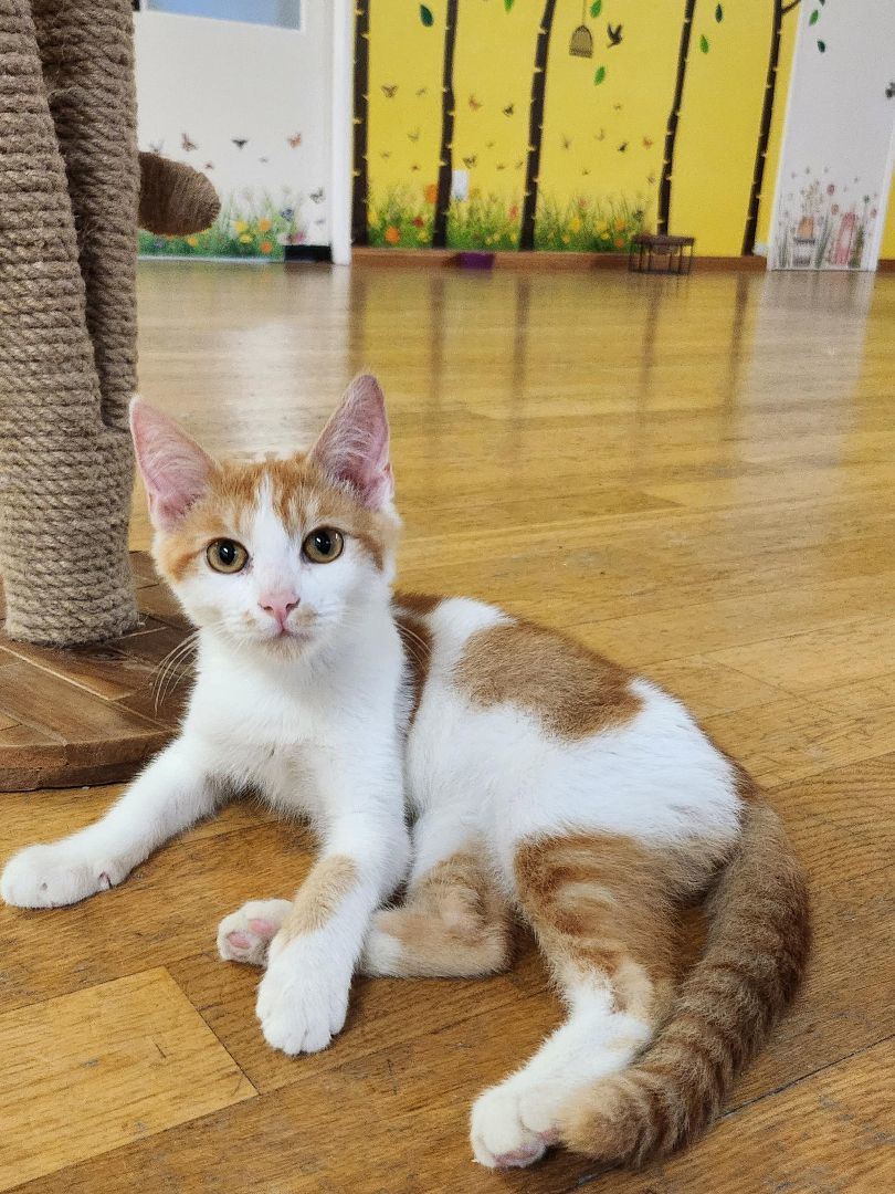 Enlarge Alvin, a Adopted Domestic Short Hair in Whittier, CA image 3/6