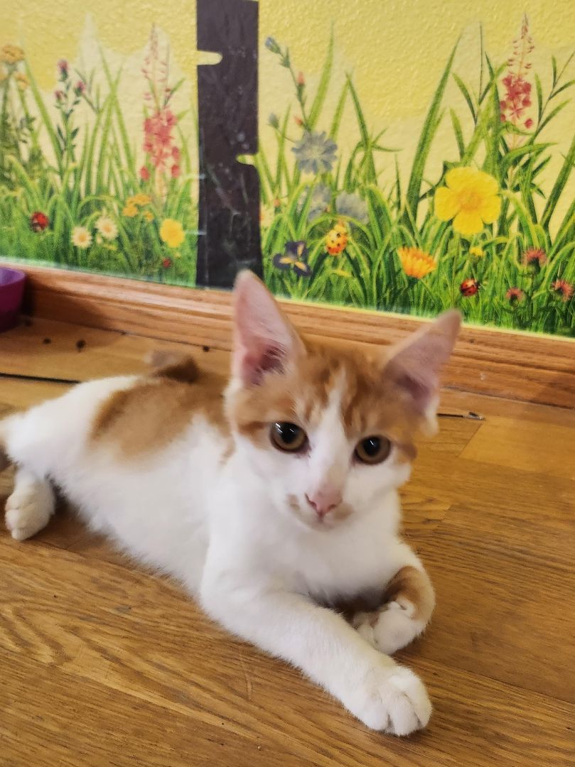 Enlarge Alvin, a Adopted Domestic Short Hair in Whittier, CA image 4/6