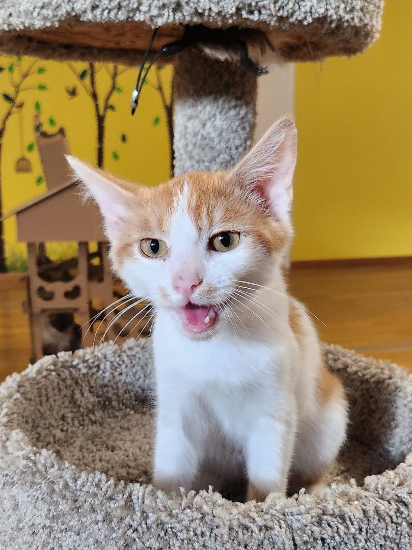 Enlarge Alvin, a Adopted Domestic Short Hair in Whittier, CA image 5/6