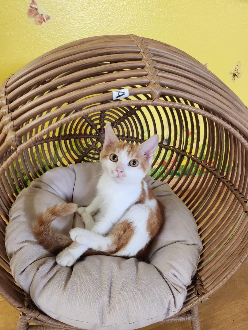 Enlarge Alvin, a Adopted Domestic Short Hair in Whittier, CA image 6/6