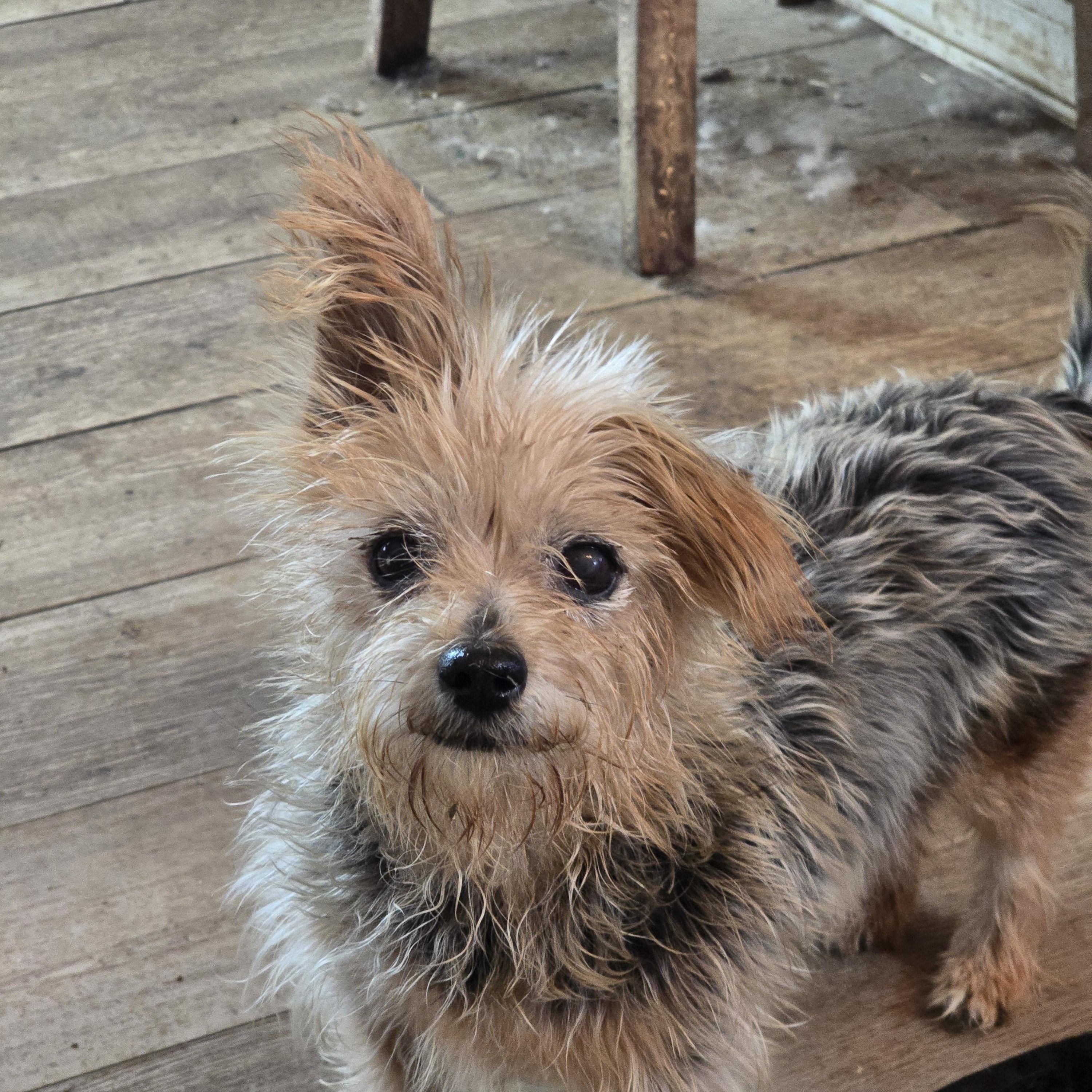 Enlarge Baily, a ADOPTABLE Yorkshire Terrier in Zaleski, OH image 1/1