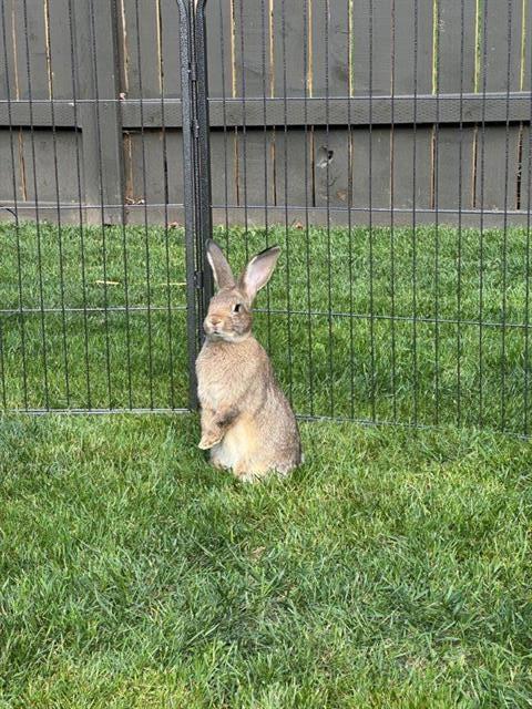Enlarge VALERIE, a Adoptable Bunny Rabbit in Tacoma, WA image 1/1