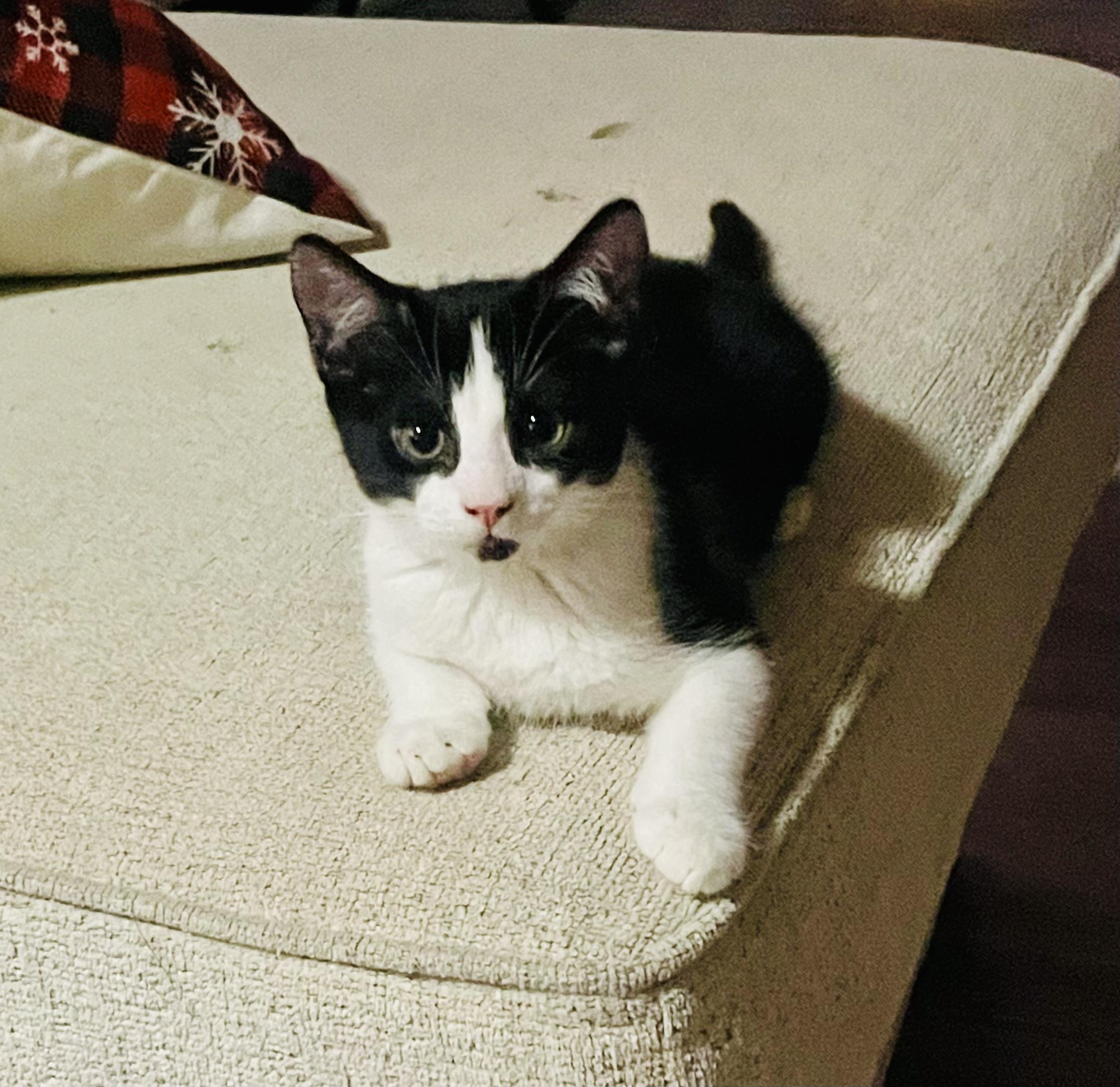 Tuxie