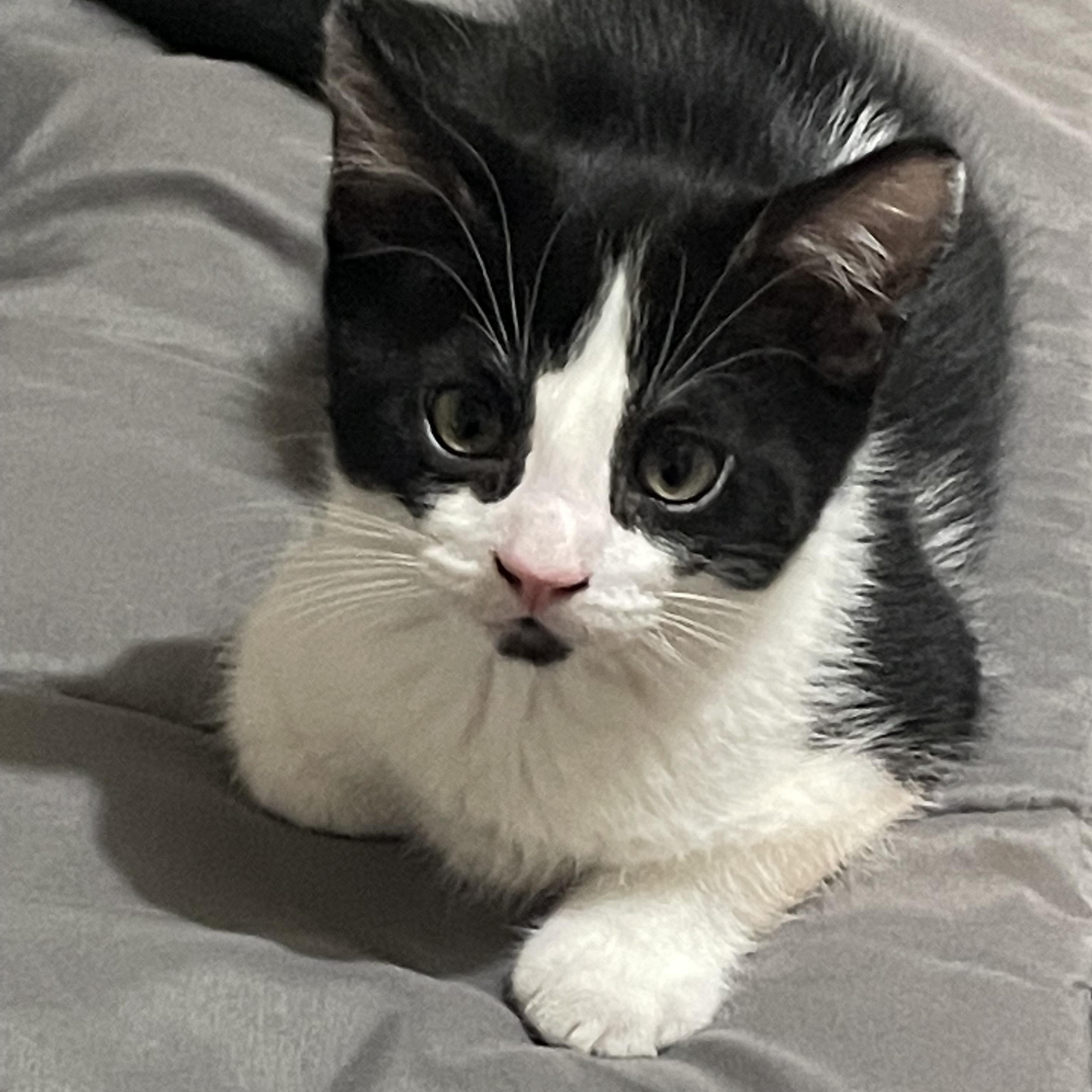 Tuxie