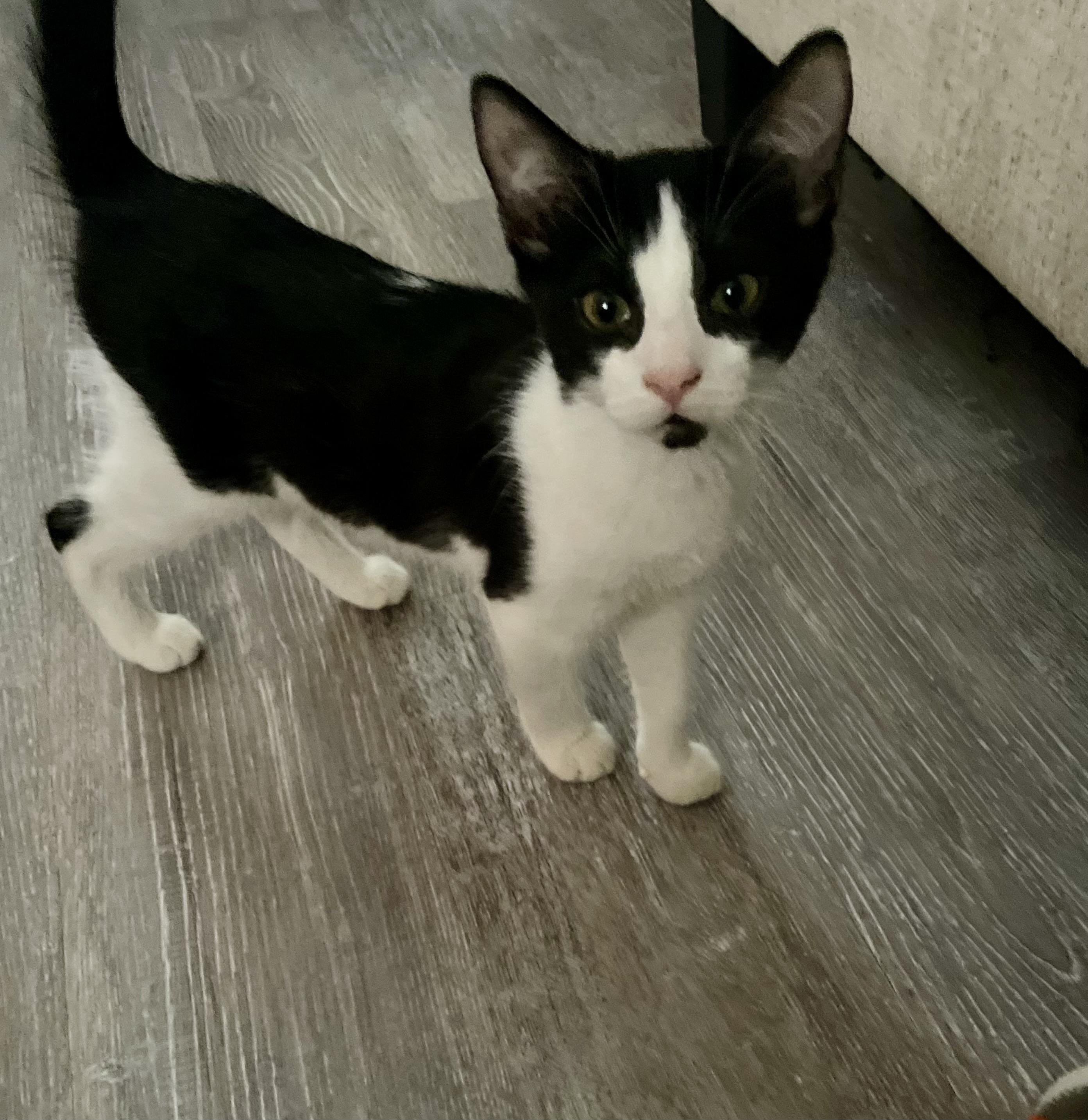 Tuxie