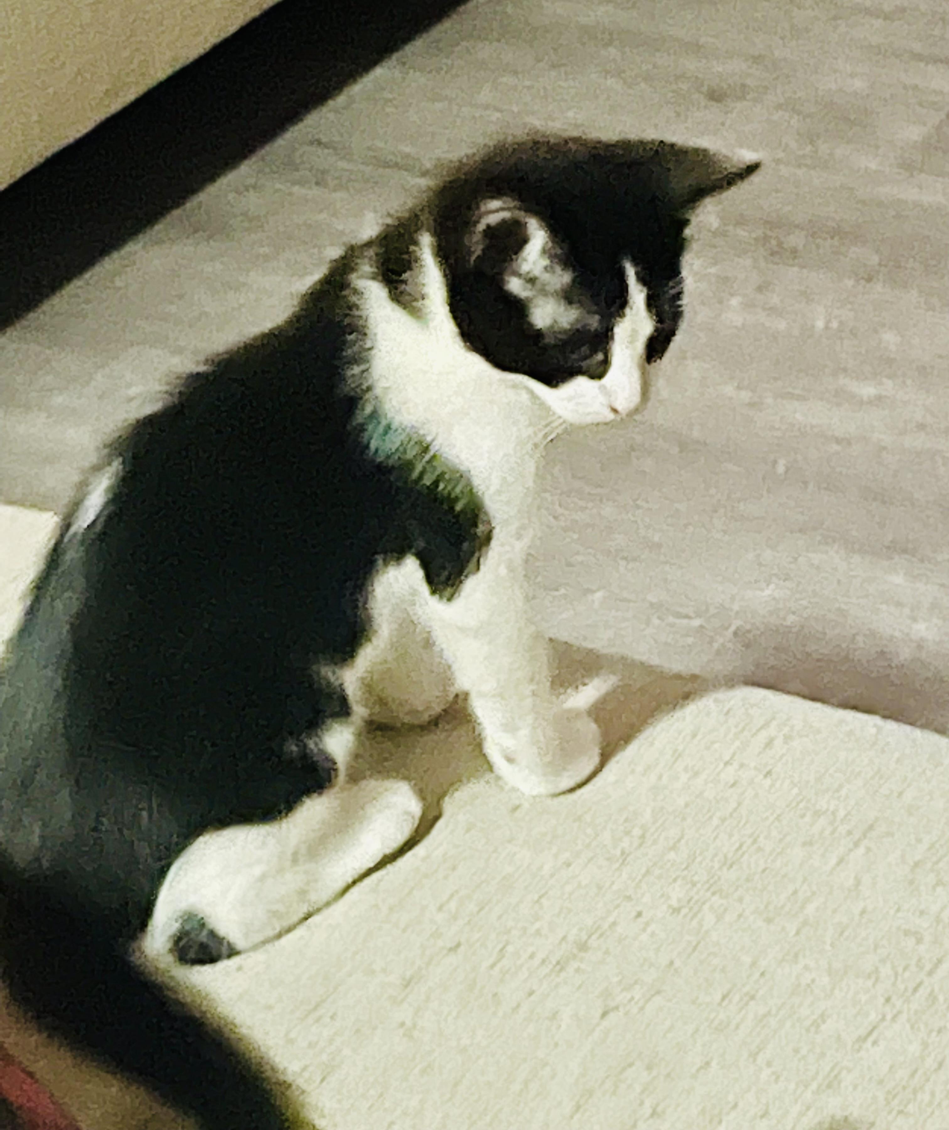 Tuxie