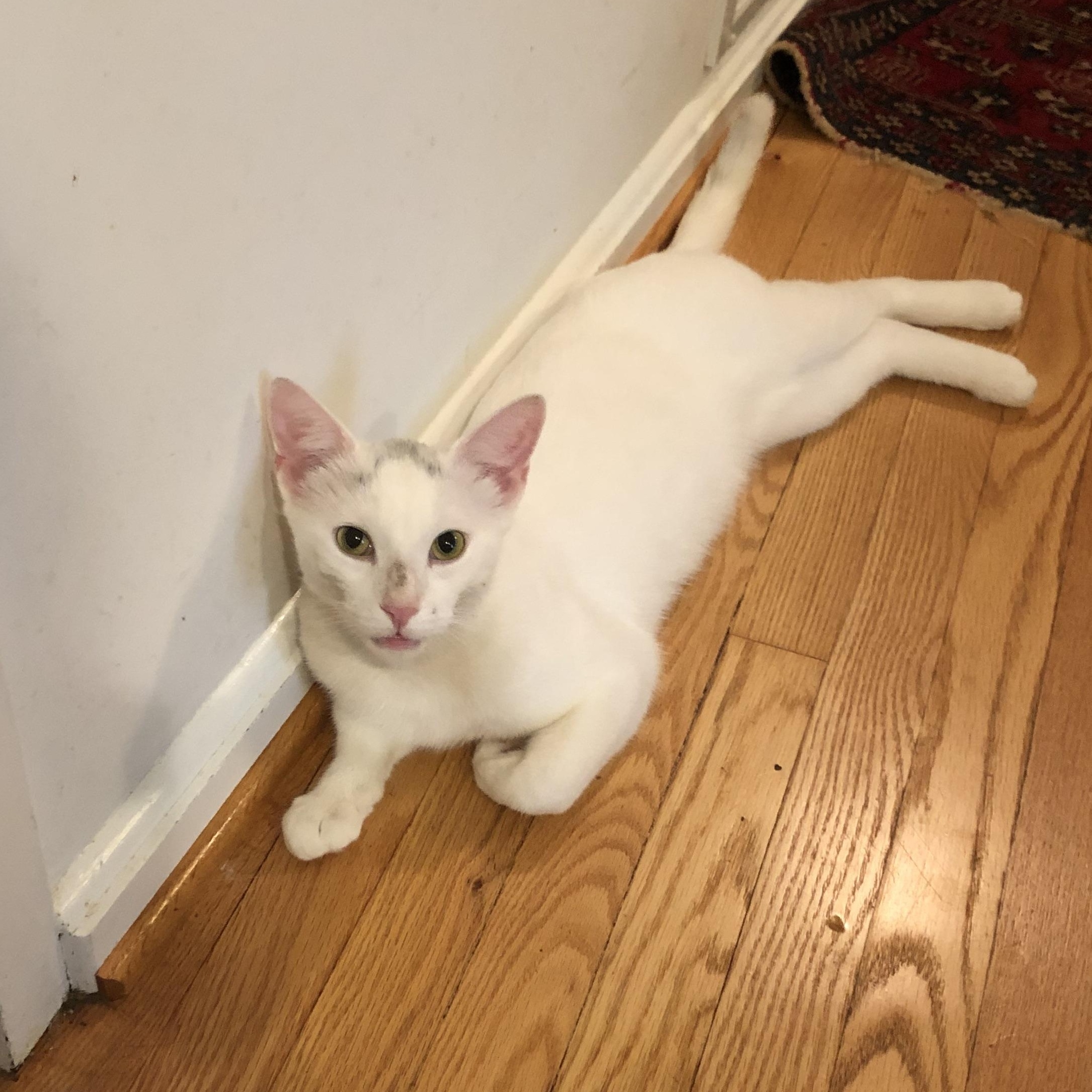 Enlarge Sketch, an adoptable Domestic Short Hair in Alexandria, VA image 2/4