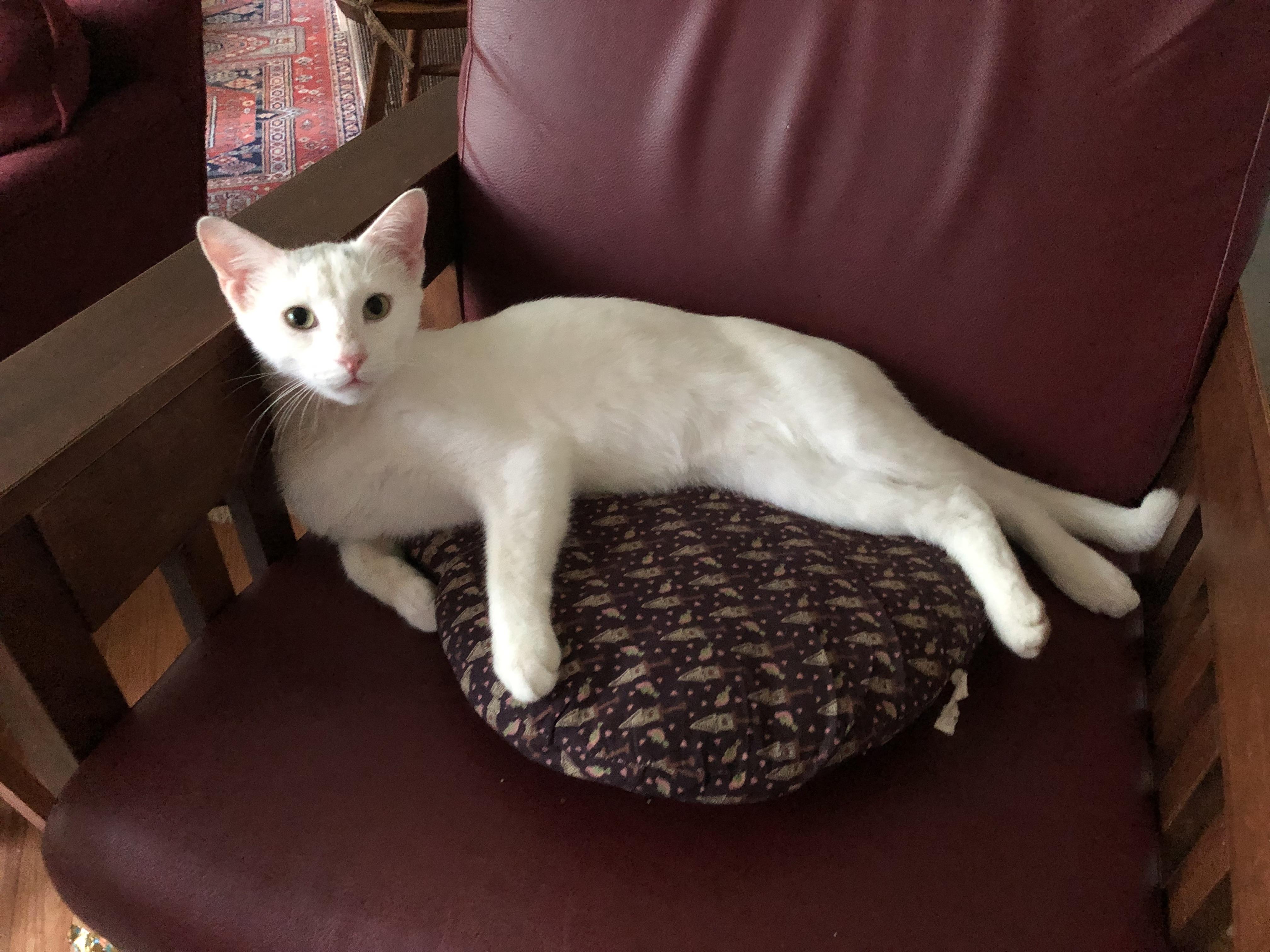 Enlarge Sketch, an adoptable Domestic Short Hair in Alexandria, VA image 3/4