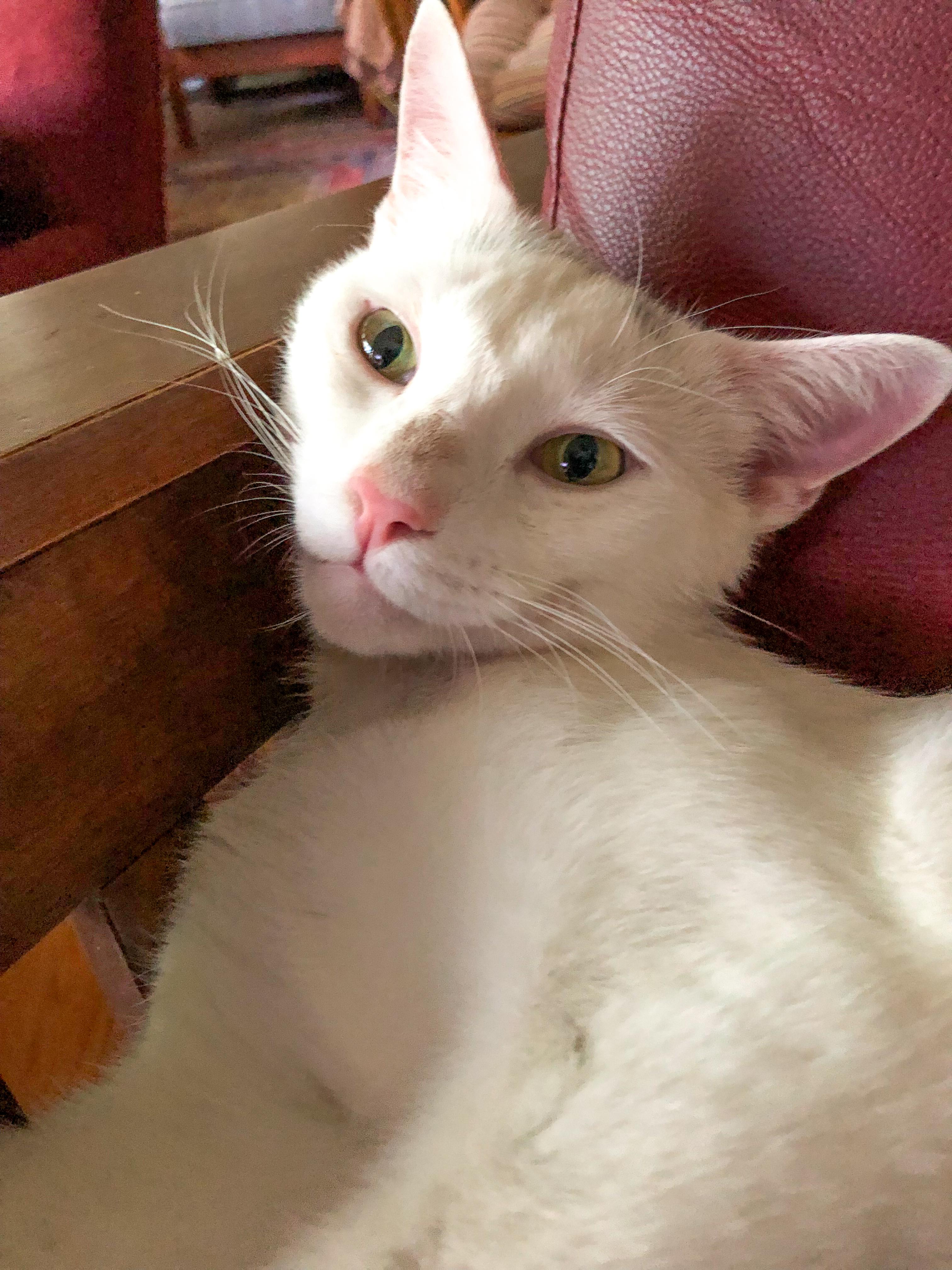 Enlarge Sketch, an adoptable Domestic Short Hair in Alexandria, VA image 1/4