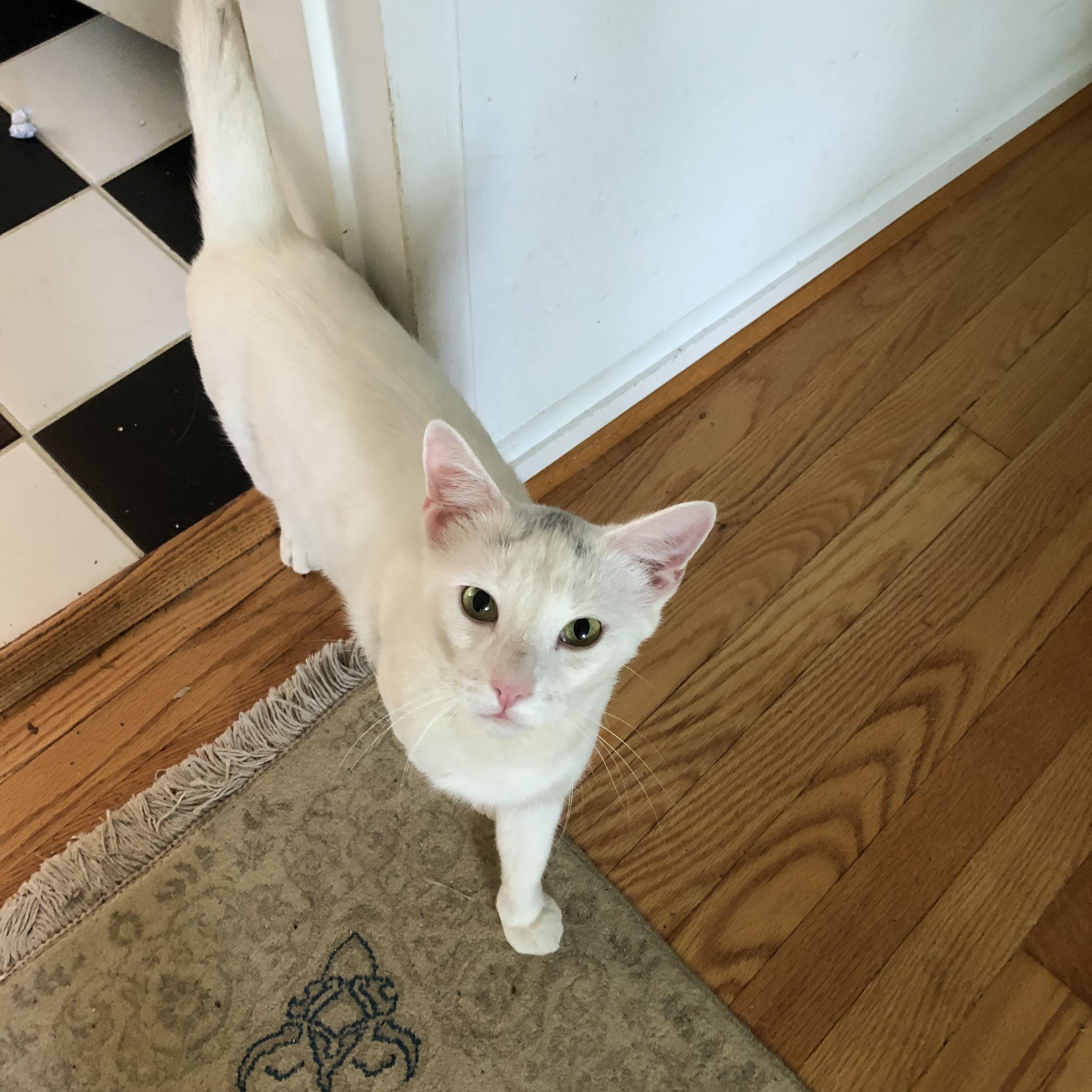 Enlarge Sketch, an adoptable Domestic Short Hair in Alexandria, VA image 4/4