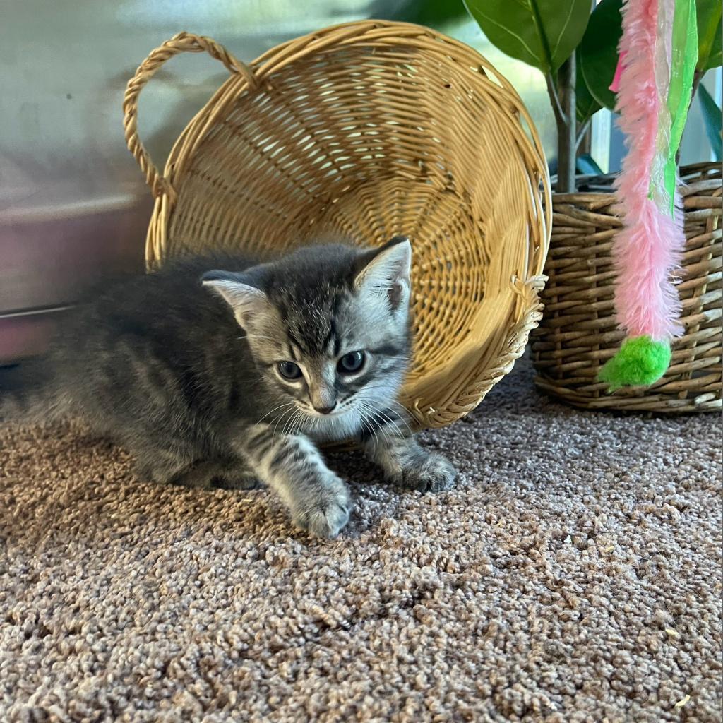 Violet, Adoptable, Adult Female Domestic Short Hair.