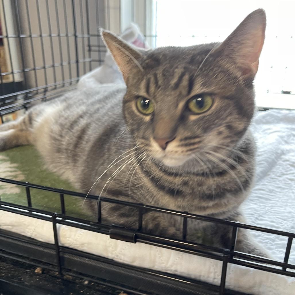 Enlarge Violet, a Adoptable Domestic Short Hair in Wappingers Falls, NY image 2/2