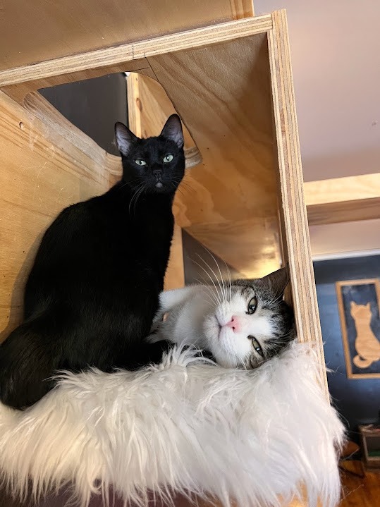 Enlarge Firefly, a Adopted Domestic Short Hair in Denver, CO image 1/6