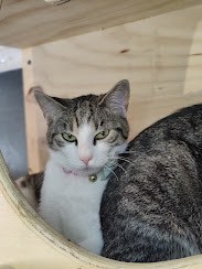 Enlarge Firefly, a Adopted Domestic Short Hair in Denver, CO image 2/6