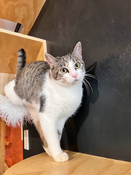 Enlarge Firefly, a Adopted Domestic Short Hair in Denver, CO image 3/6