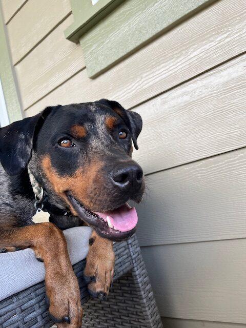 Duke, Adult Male unknown