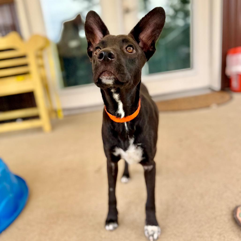 Peter (AG26-98), Adoptable, Young Male Mixed Breed.