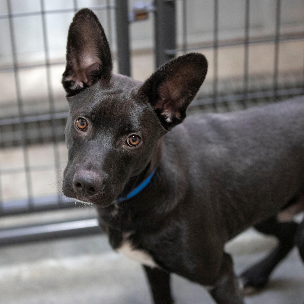Enlarge Peter (AG26-98), a Adoptable Mixed Breed in Peyton, CO image 2/6