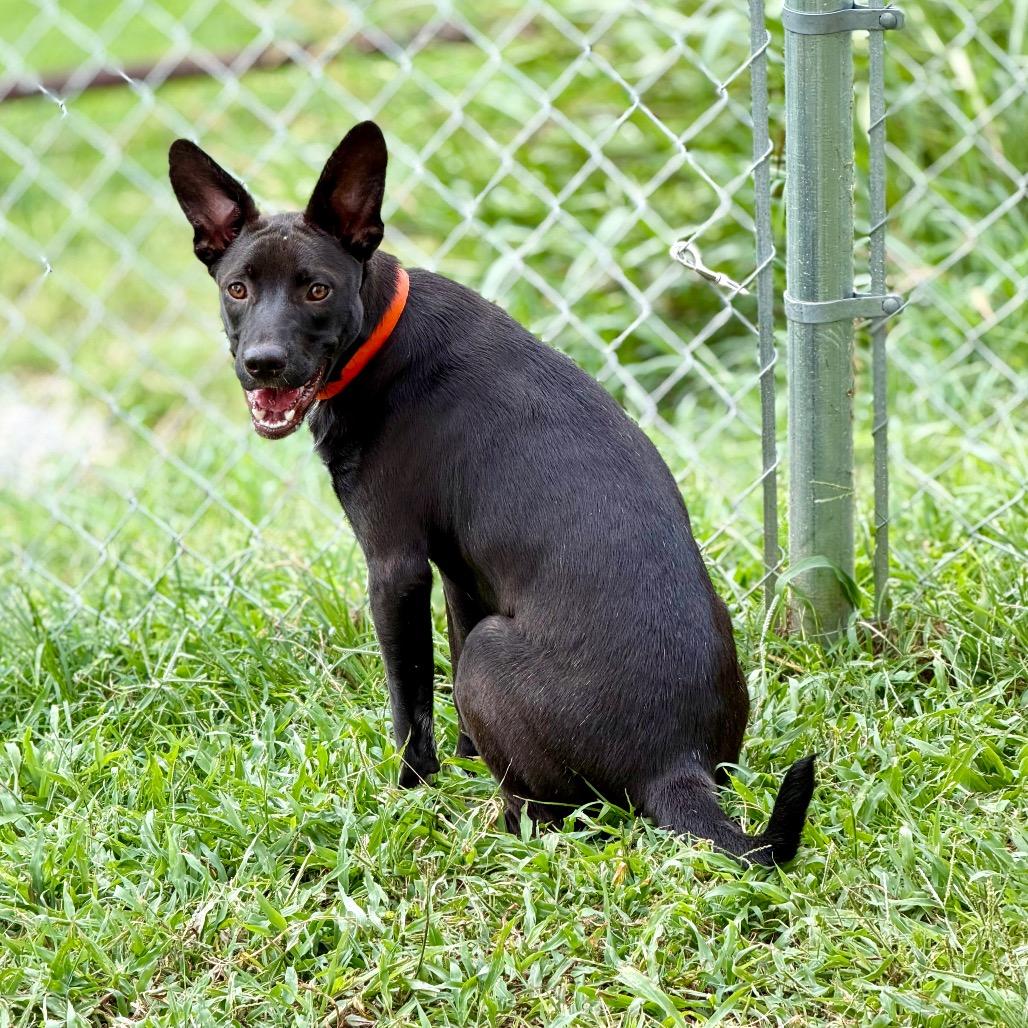 Enlarge Peter (AG26-98), a Adoptable Mixed Breed in Peyton, CO image 3/6
