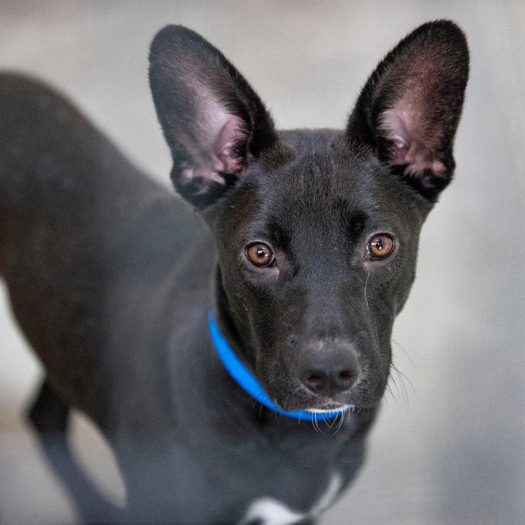 Enlarge Peter (AG26-98), a Adoptable Mixed Breed in Peyton, CO image 4/6