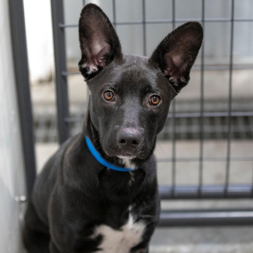 Enlarge Peter (AG26-98), a Adoptable Mixed Breed in Peyton, CO image 5/6