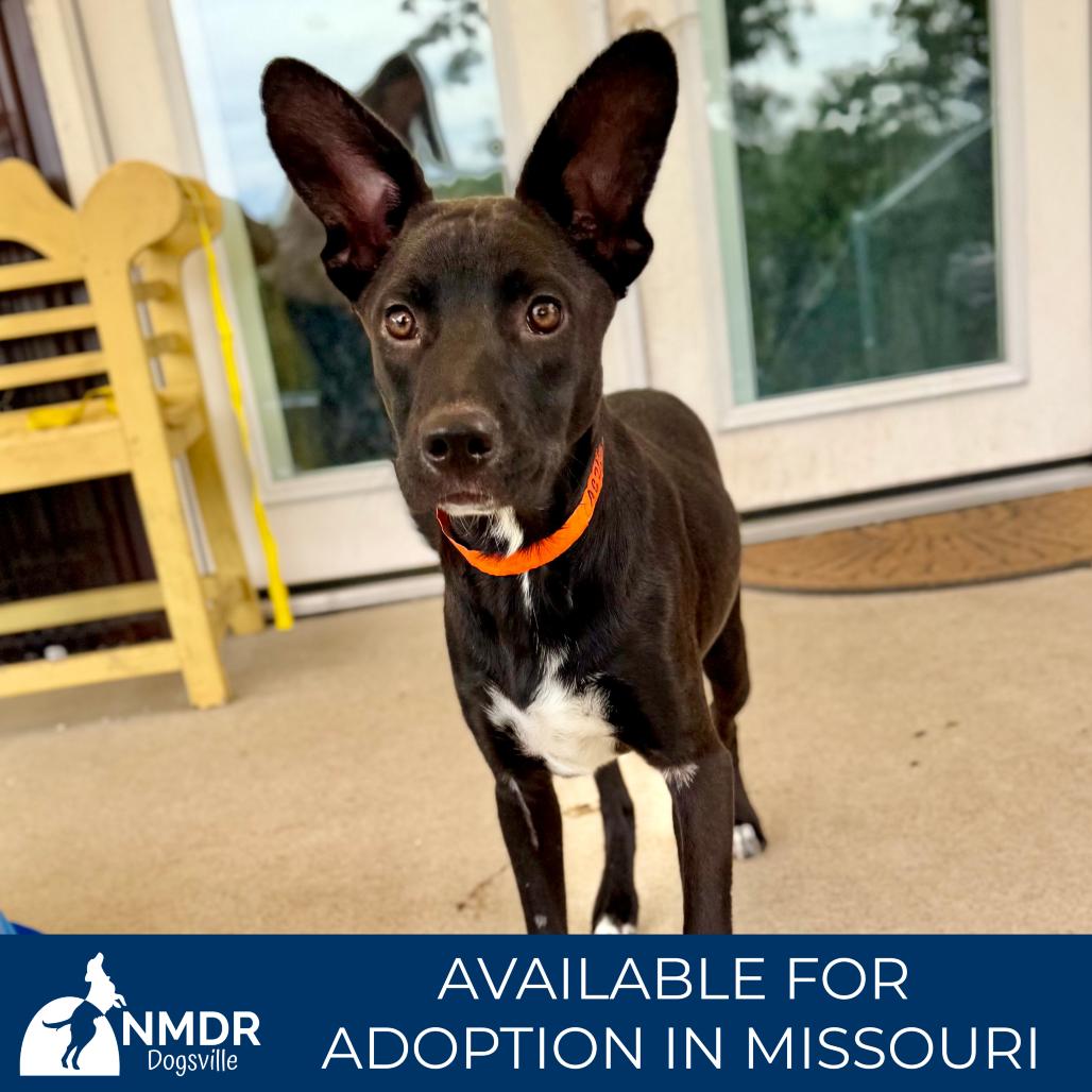 Enlarge Peter (AG26-98), a Adoptable Mixed Breed in Peyton, CO image 6/6