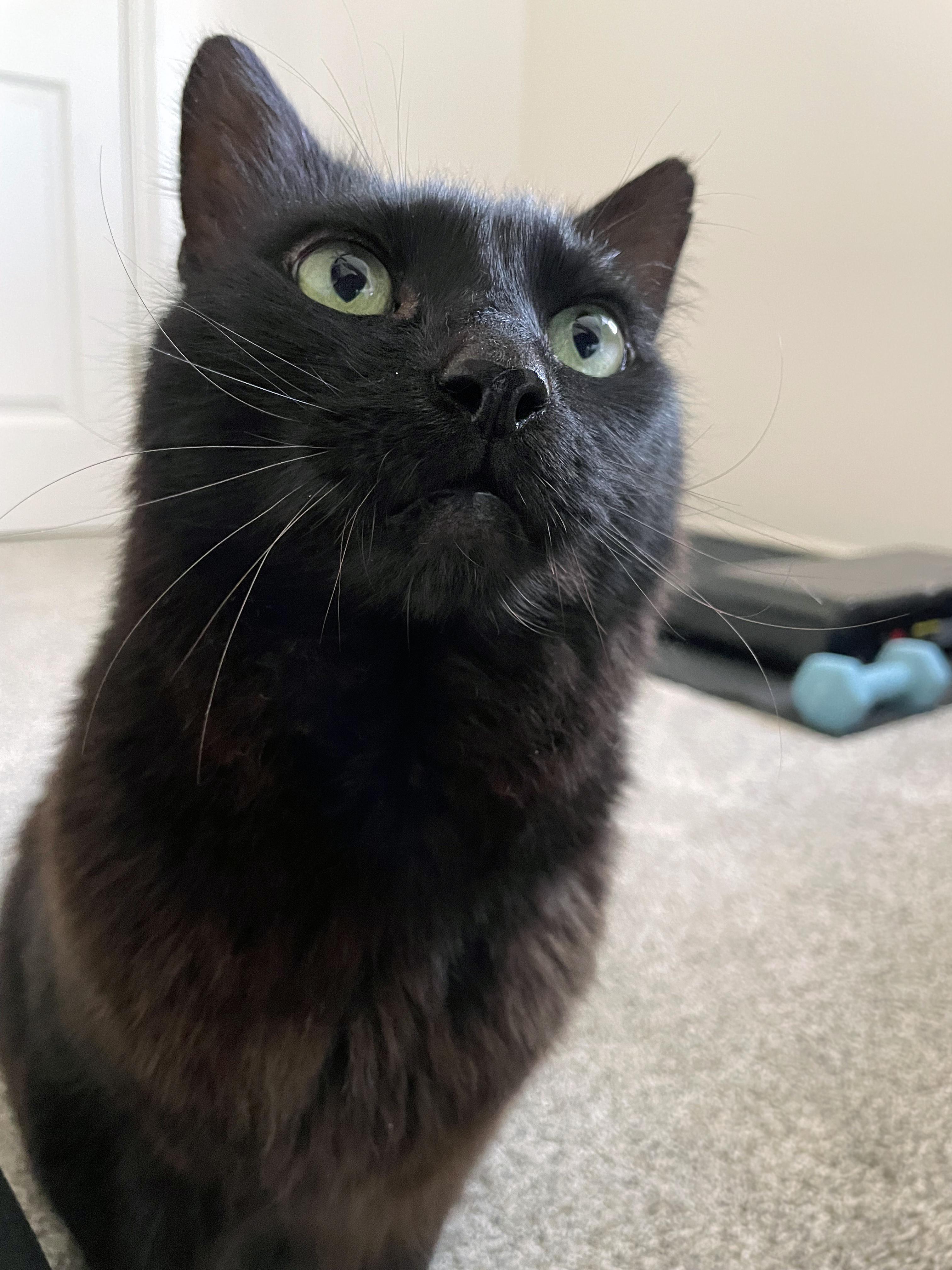 Enlarge Bits, a Adoptable Domestic Medium Hair in Centerville, UT image 6/6