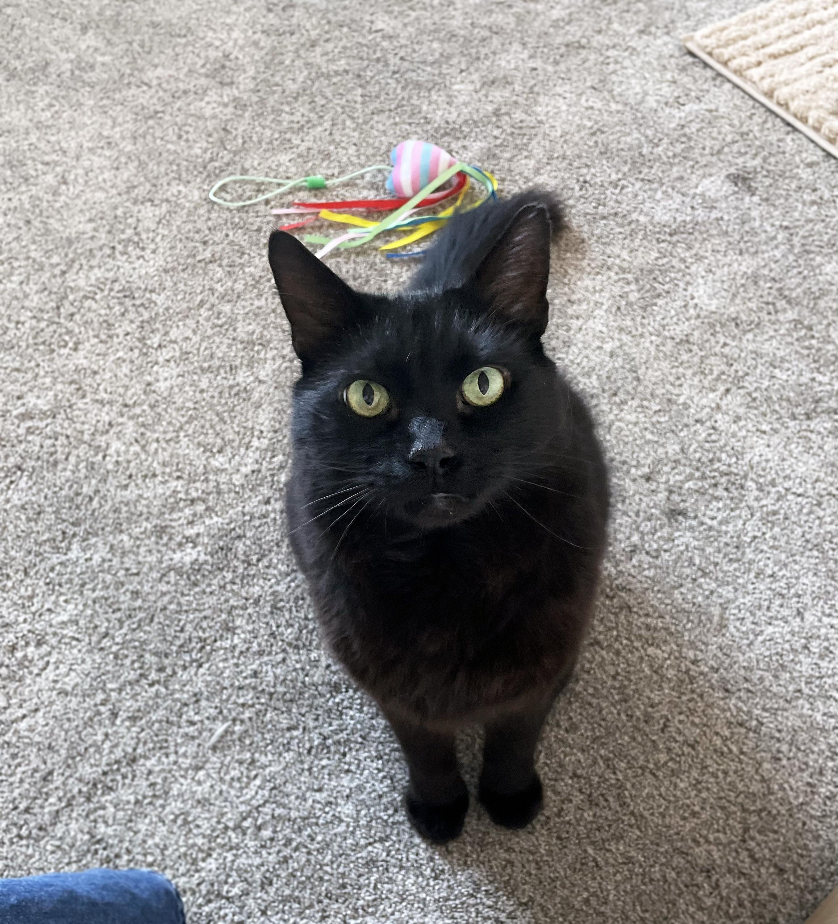 Enlarge Bits, a Adoptable Domestic Medium Hair in Centerville, UT image 3/6