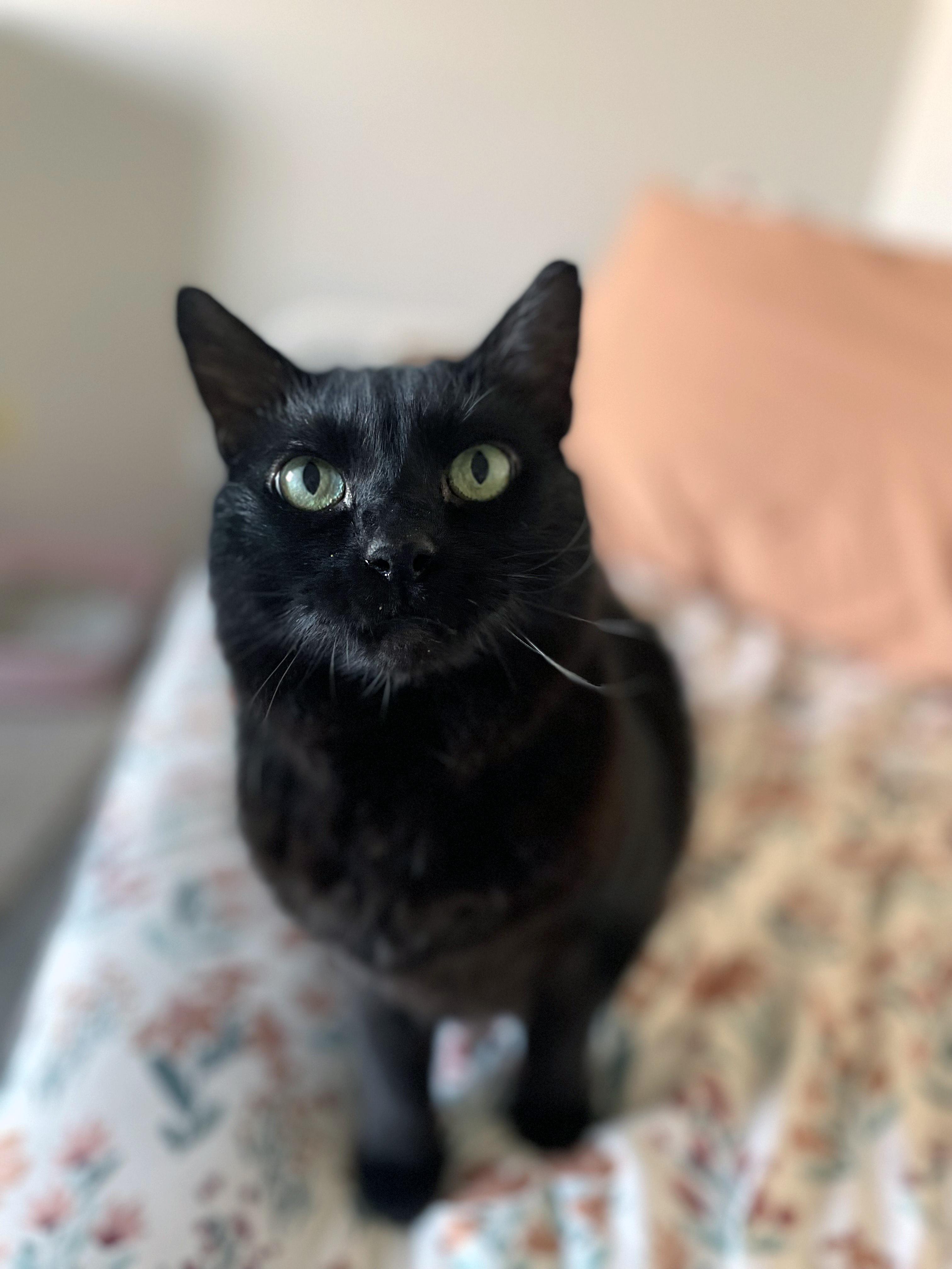 Enlarge Bits, a Adoptable Domestic Medium Hair in Centerville, UT image 5/6