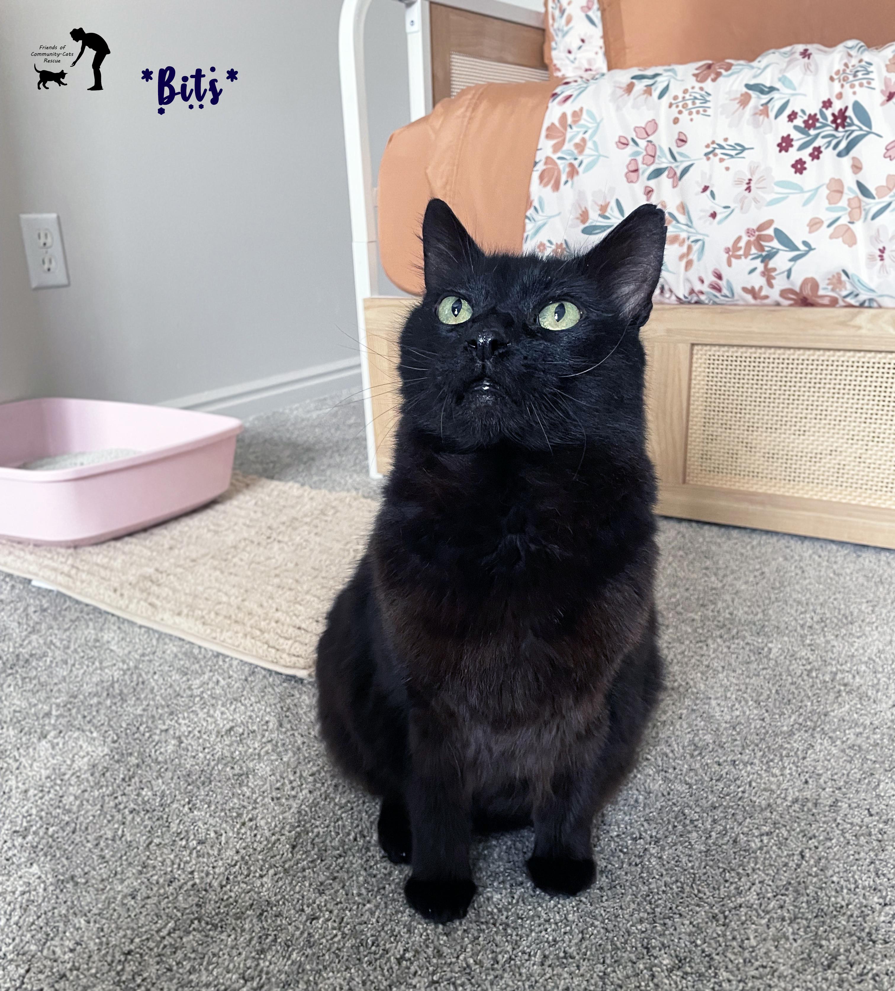 Bits, Adoptable, Senior Male Domestic Medium Hair.