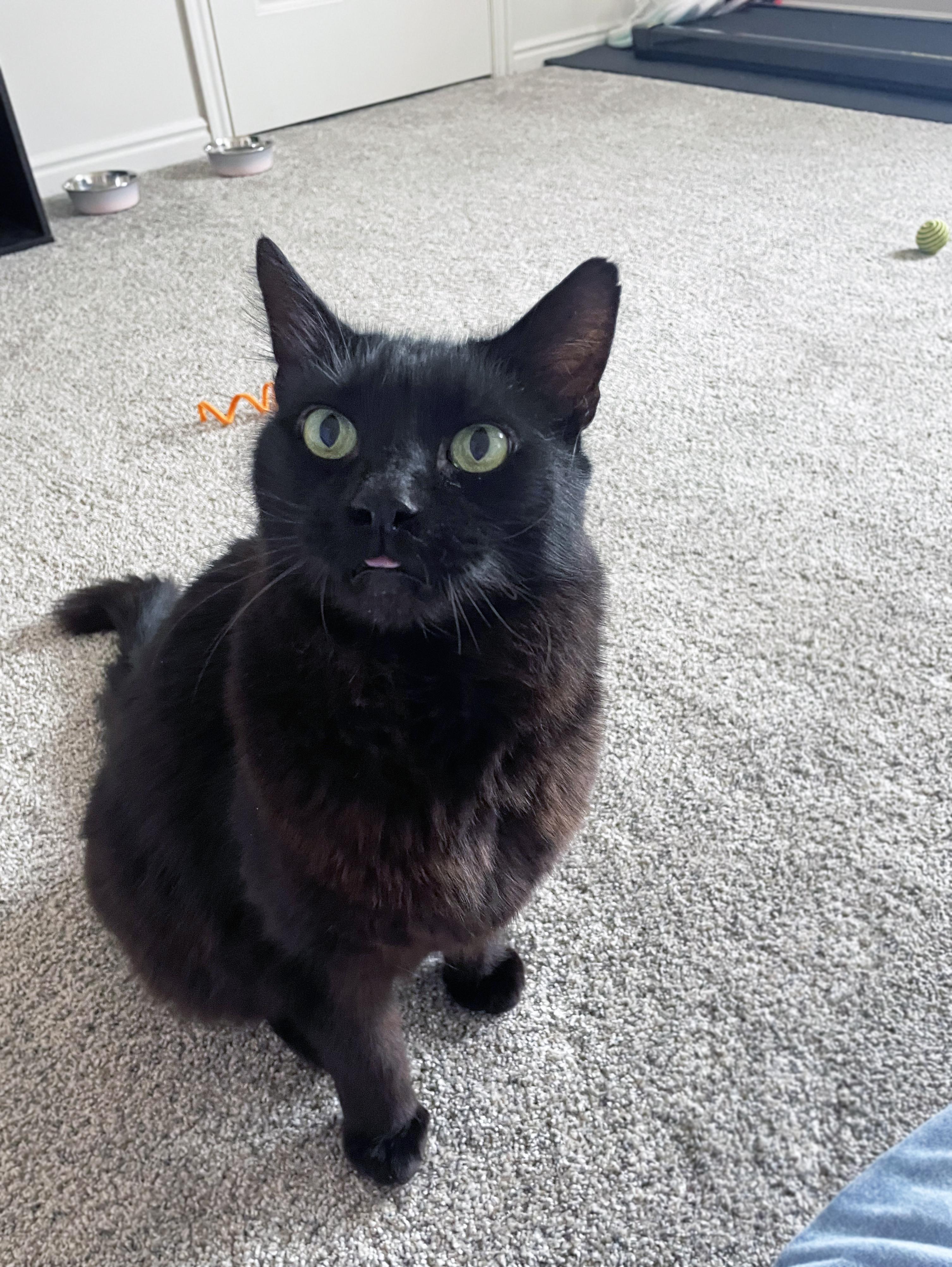 Enlarge Bits, a Adoptable Domestic Medium Hair in Centerville, UT image 2/6