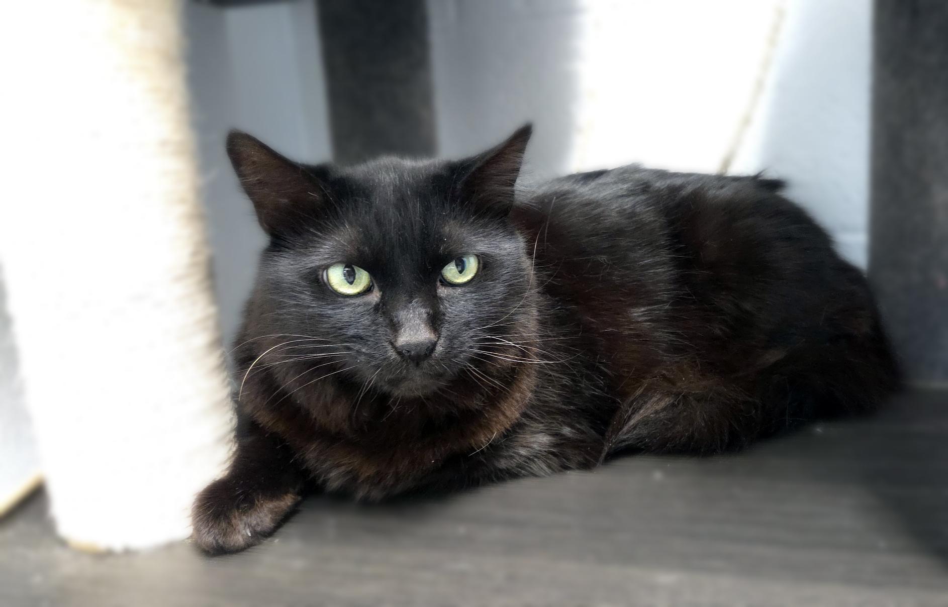 Bits, a Adoptable Domestic Medium Hair in Centerville, UT image 2/2