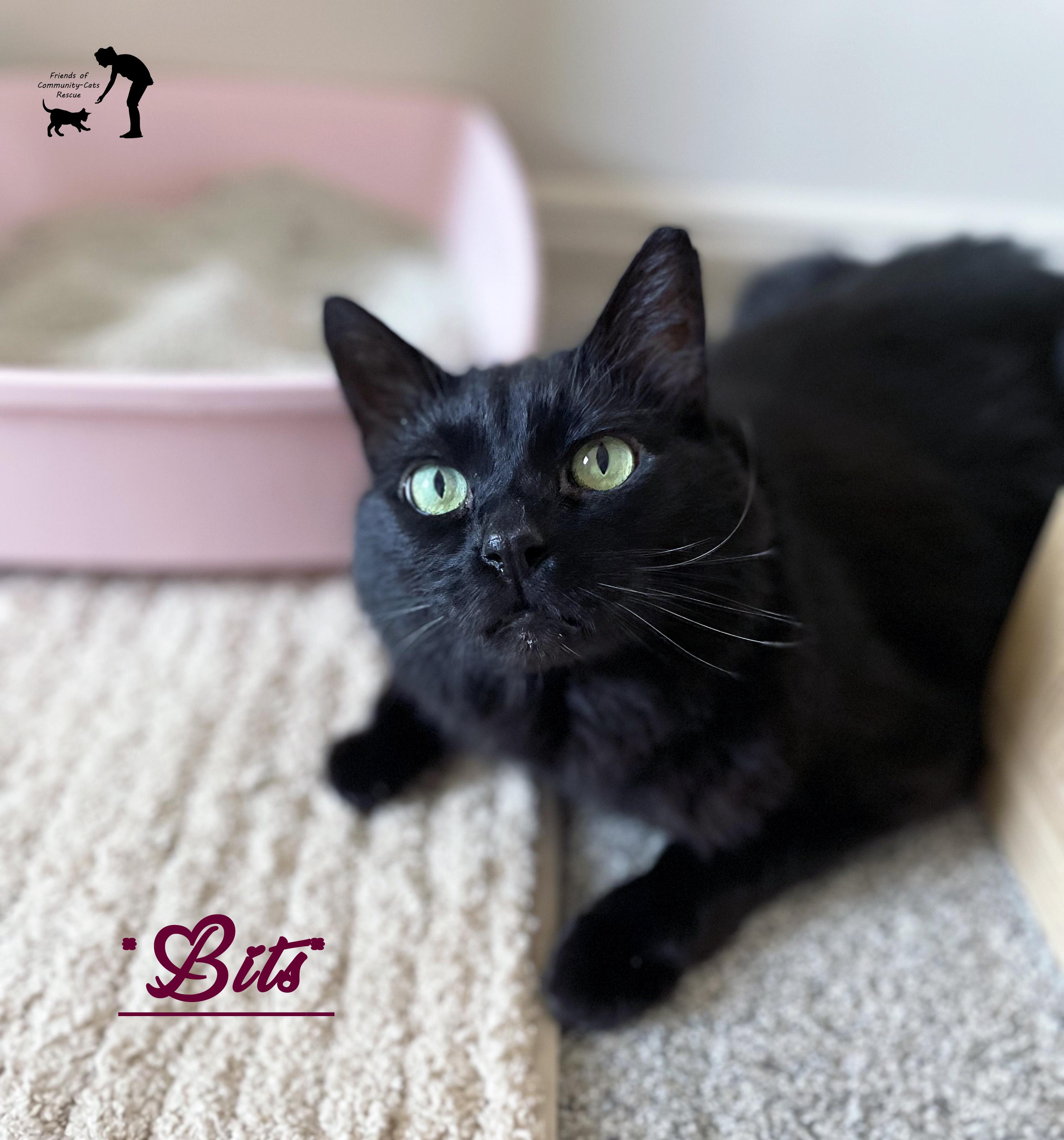Enlarge Bits, a Adoptable Domestic Medium Hair in Centerville, UT image 1/6