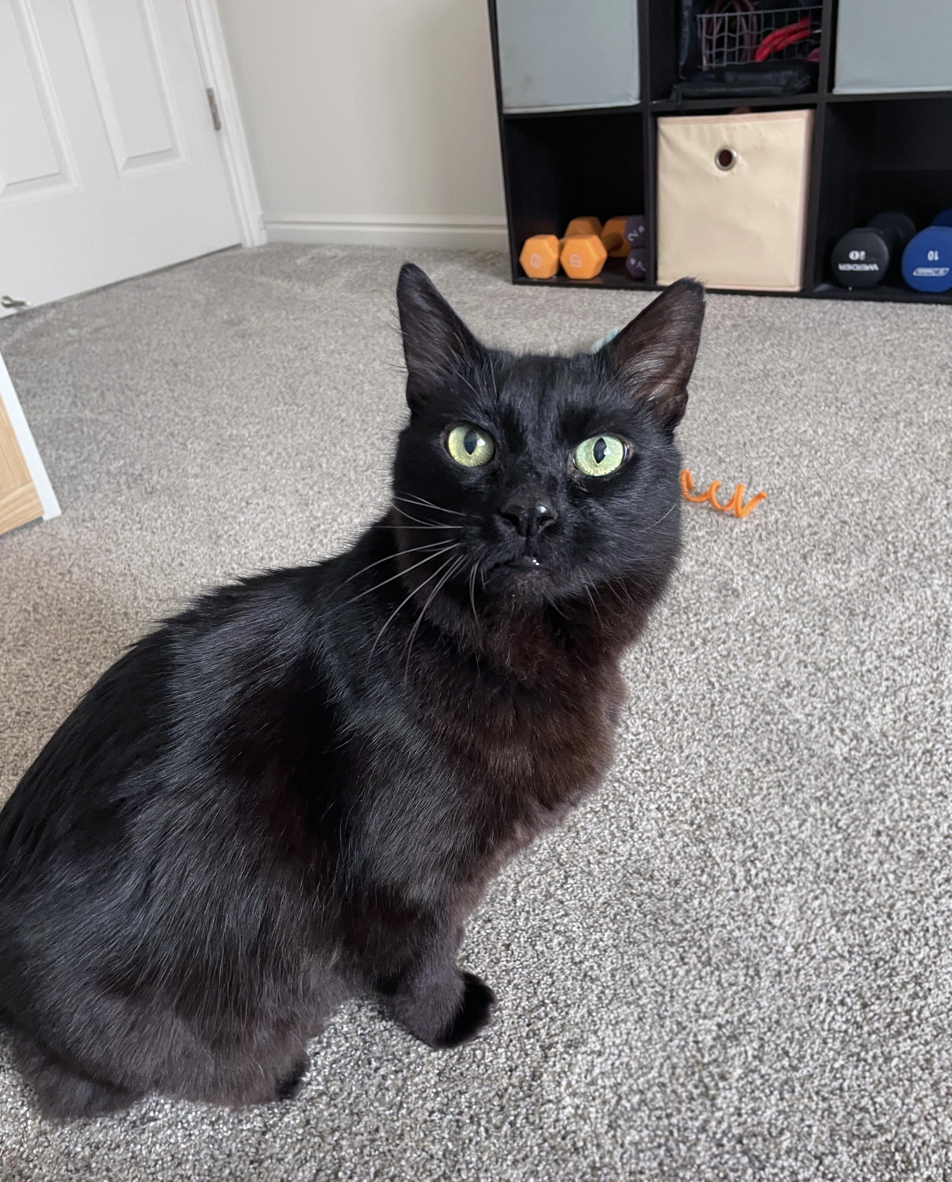 Enlarge Bits, a Adoptable Domestic Medium Hair in Centerville, UT image 4/6