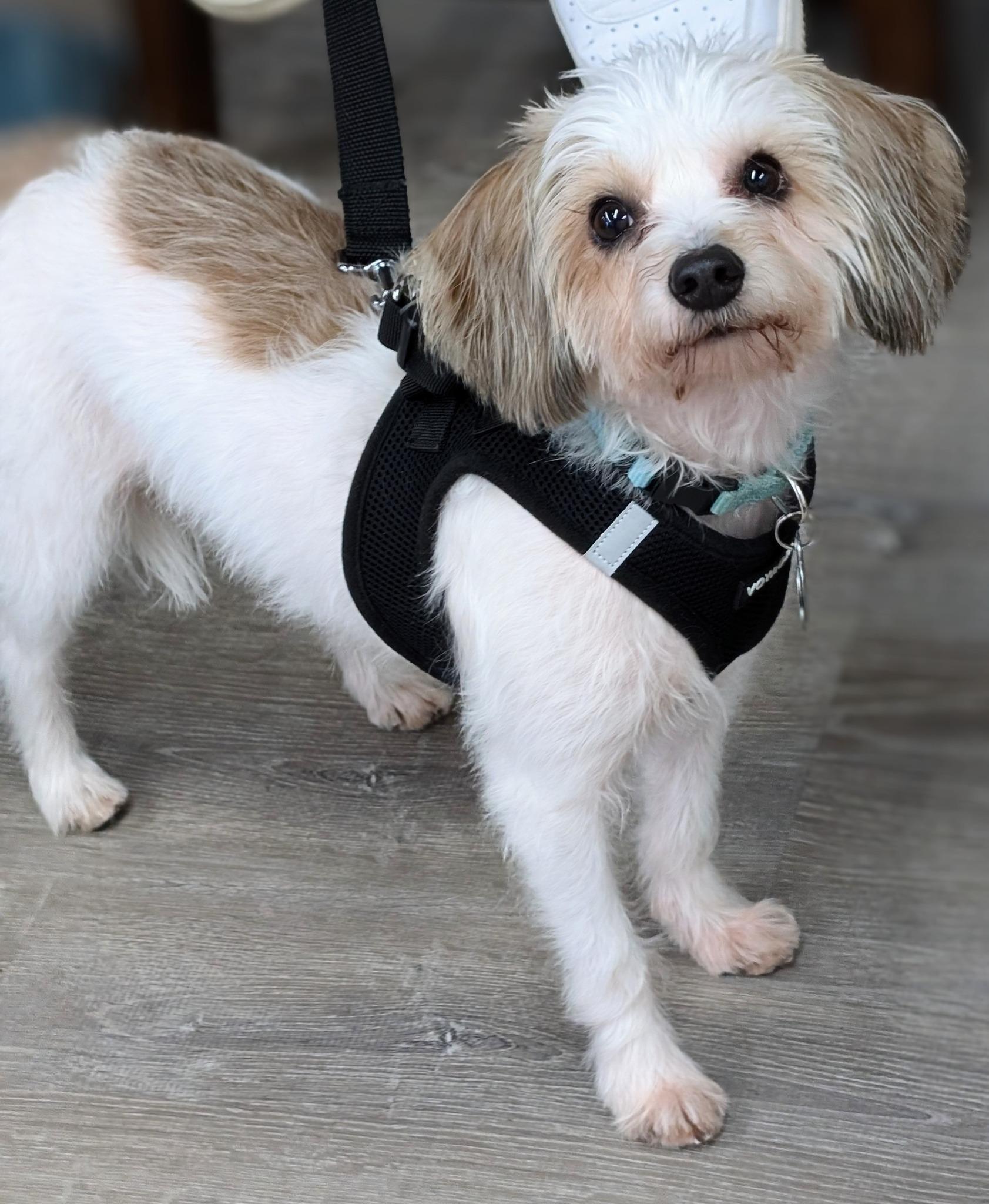 Royce, a Adopted mixed breed in Cleveland, OH image 1/4