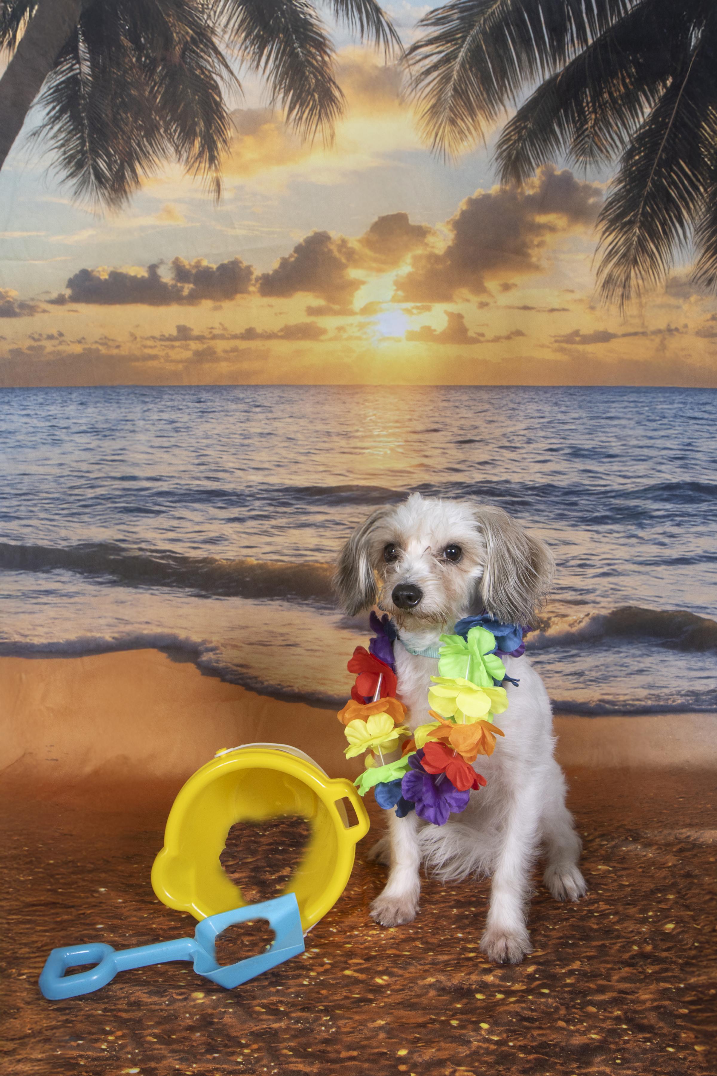 Royce, a Adopted mixed breed in Cleveland, OH image 2/4