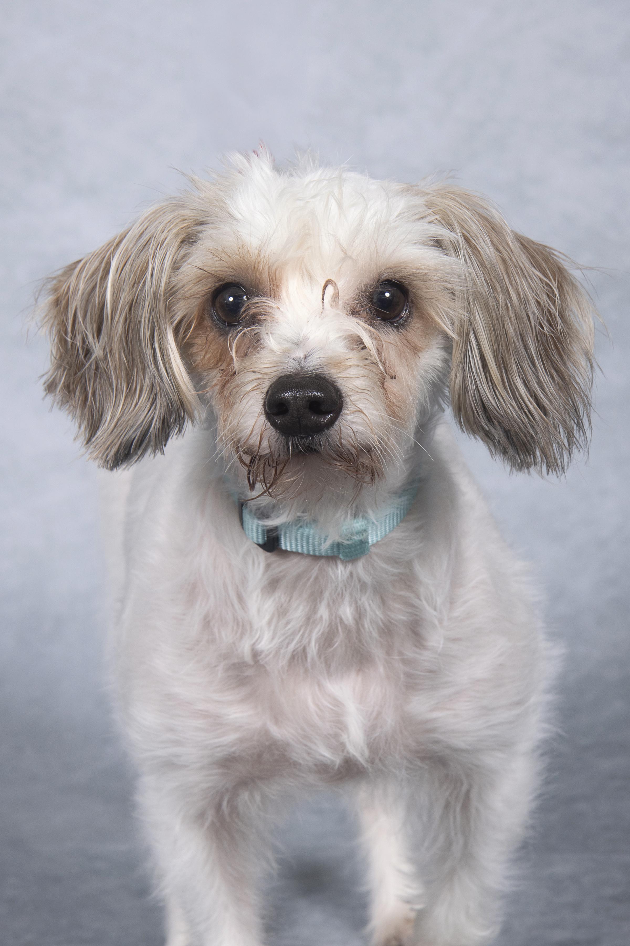 Royce, a Adopted mixed breed in Cleveland, OH image 4/4