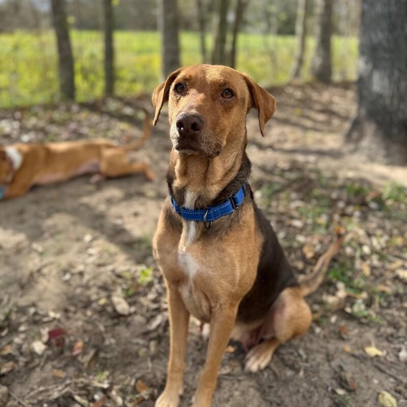 Princess Purdy Dog for adoption - Princess Purdy the Perfect Girl, a Hound ...
