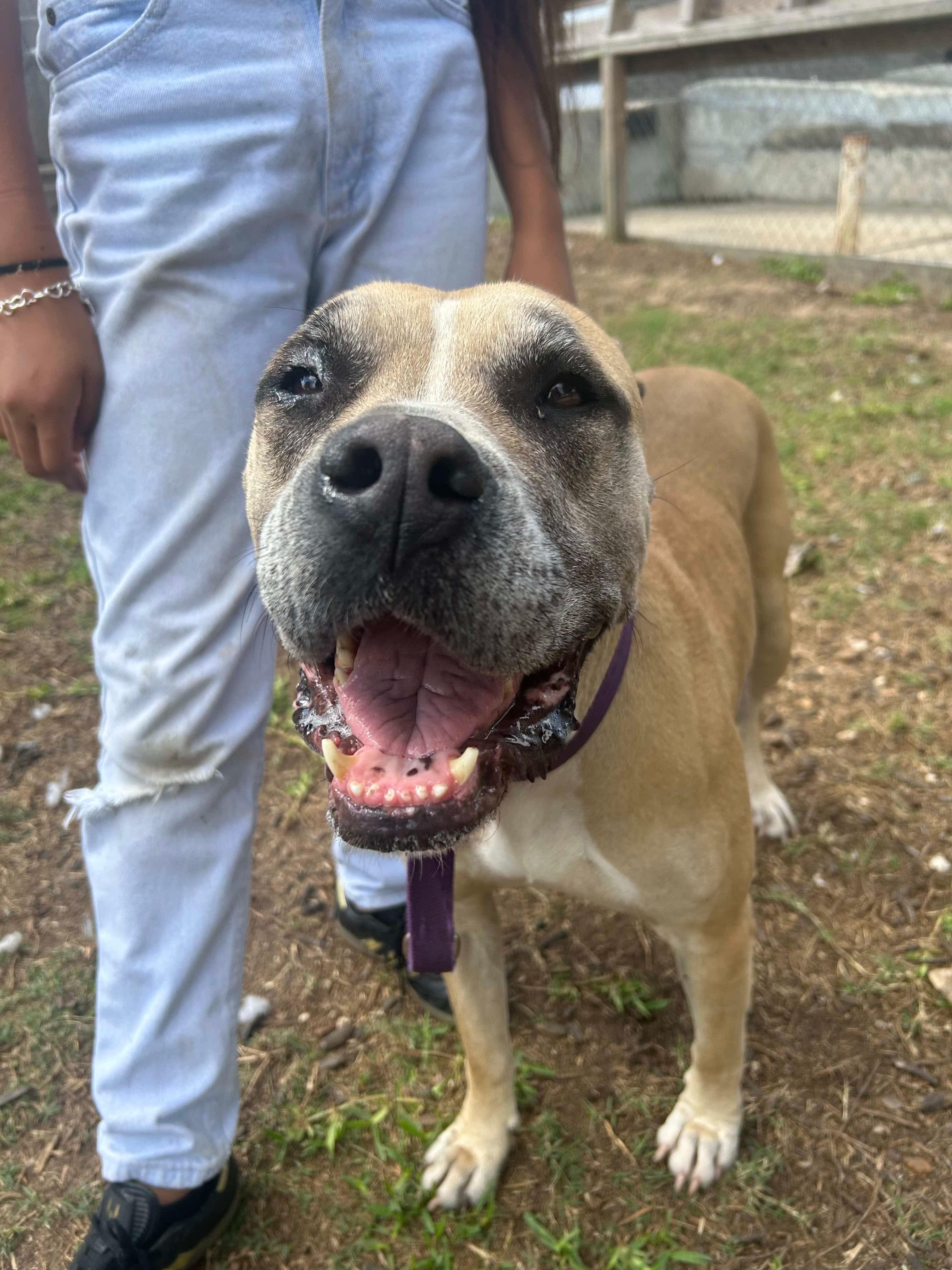 Layla, Adult Female Mastiff