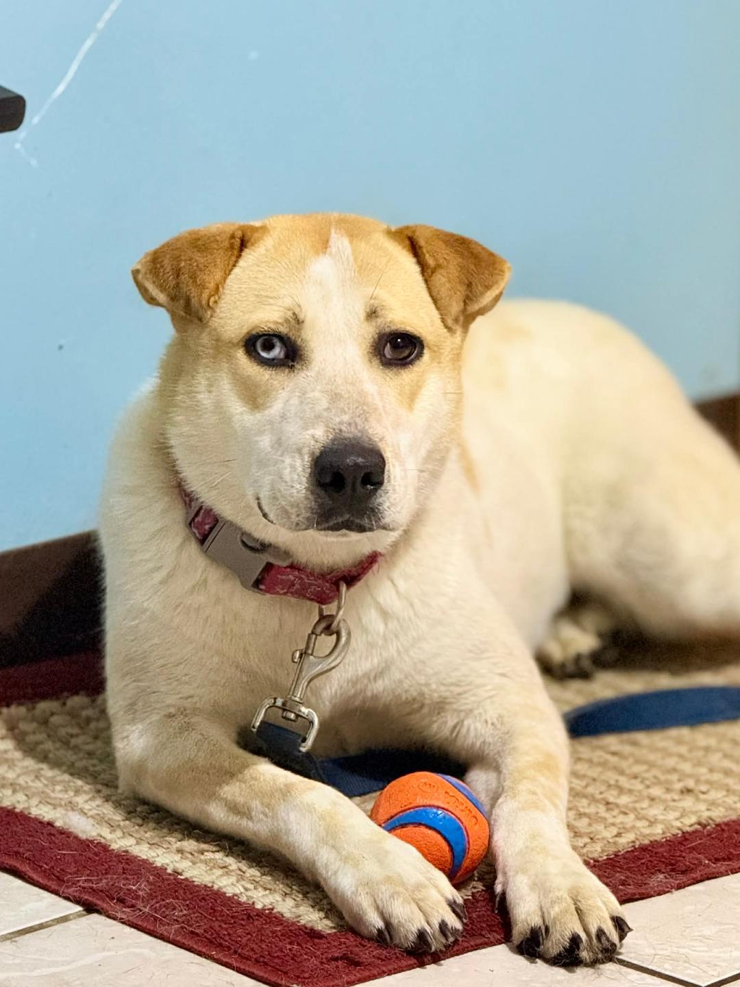 Mango, Adoptable, Adult Female Australian Cattle Dog / Blue Heeler & Husky.