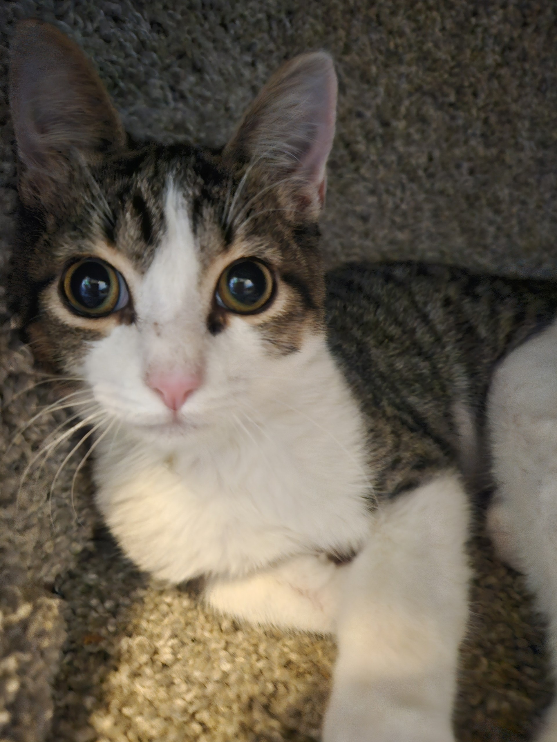 Enlarge Oliver, a Adoptable Domestic Short Hair in Converse, TX image 1/2