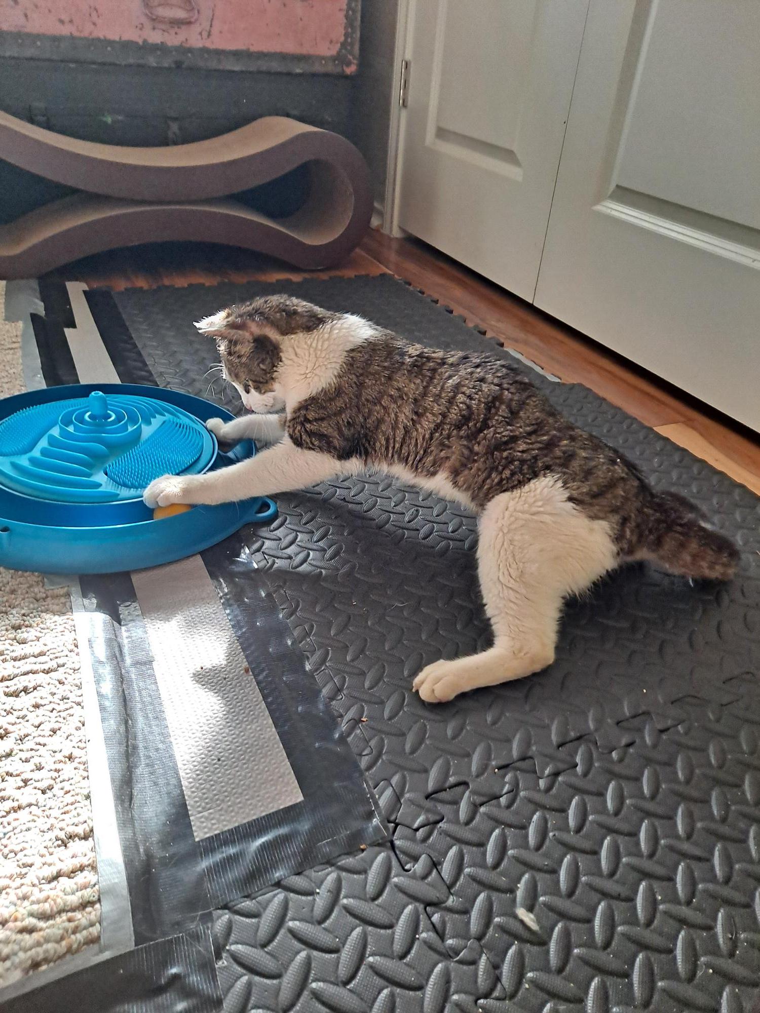 Enlarge Oliver, a Adoptable Domestic Short Hair in Converse, TX image 2/2