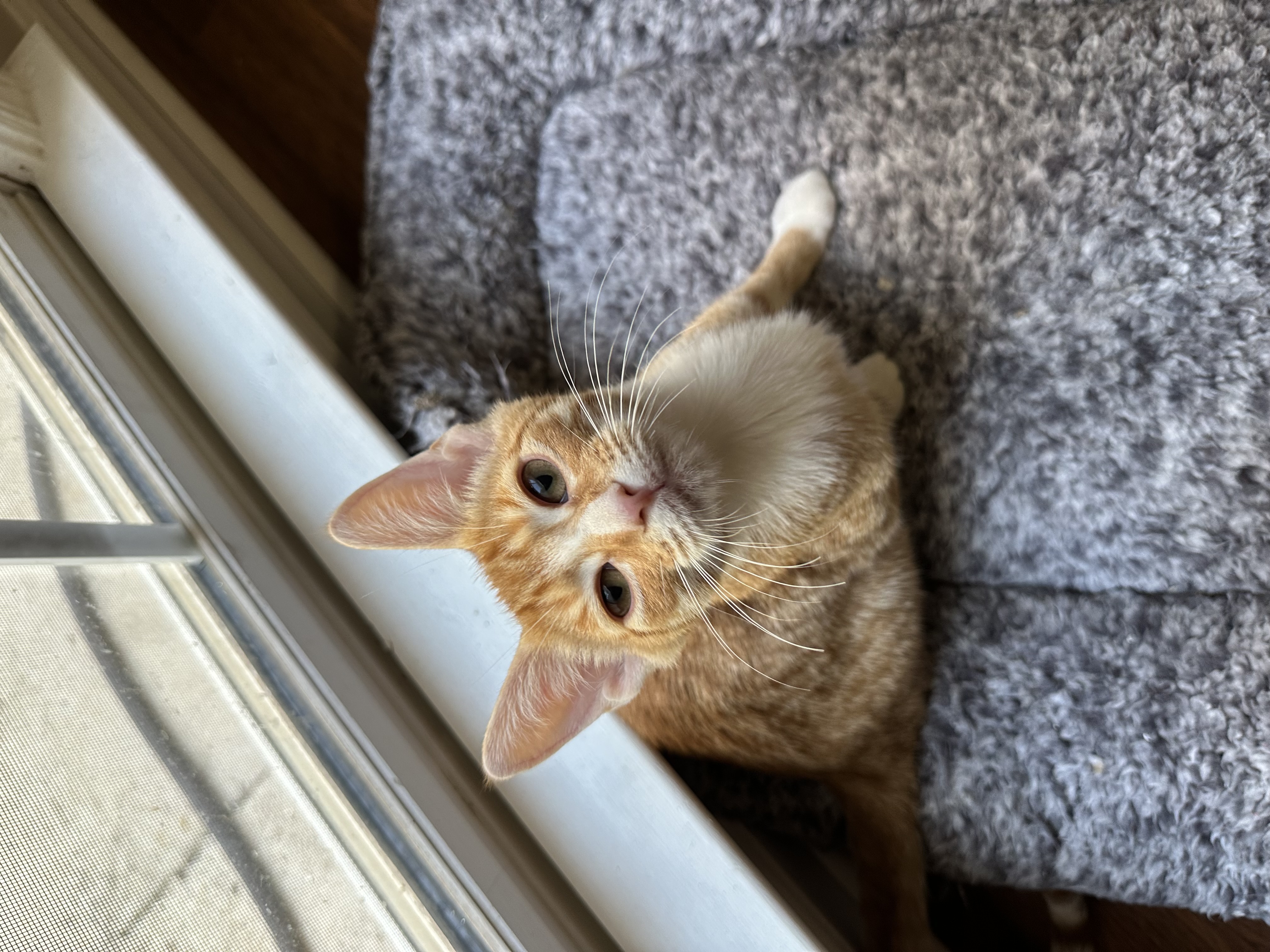 Cat for adoption Phineas Athens, GA, a Domestic Short Hair in