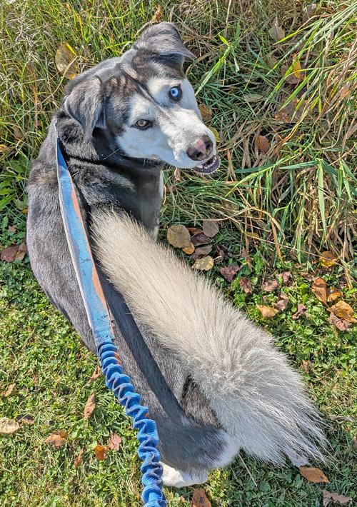 Gary, a Adoptable Husky in Amery, WI image 2/2