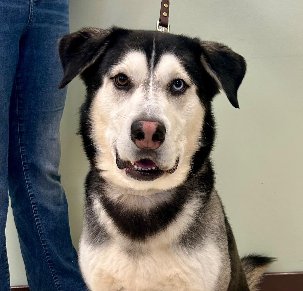 Gary, Adoptable, Adult Male Husky.